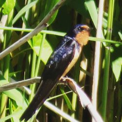 Close-up of bird perching on grass