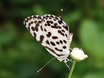 Close up marco photograph of black marble butterfly on english wildflower