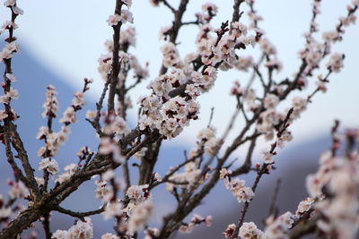 Low angle view of cherry blossom