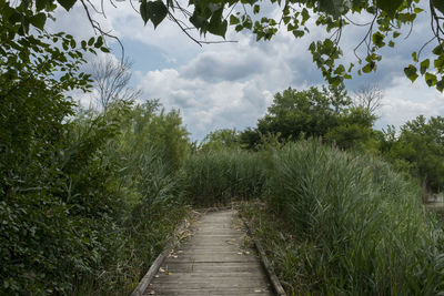 Footpath amidst trees against sky