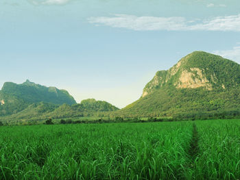 Scenic view of agricultural field against sky