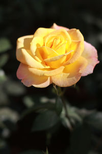 Close-up of rose flower