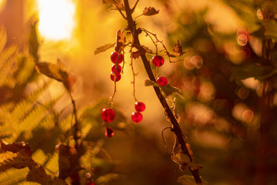 Close-up of currant berries