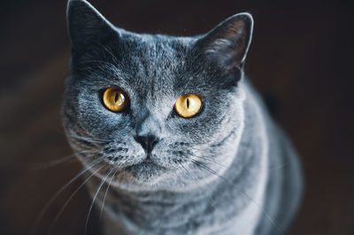 Close-up portrait of cat