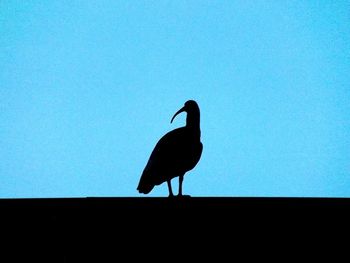 Close-up of tree against blue sky