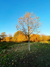 Trees on field against clear blue sky