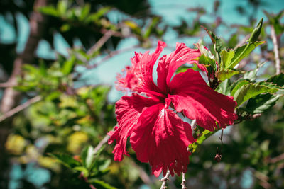 Close-up of red hibiscus flower