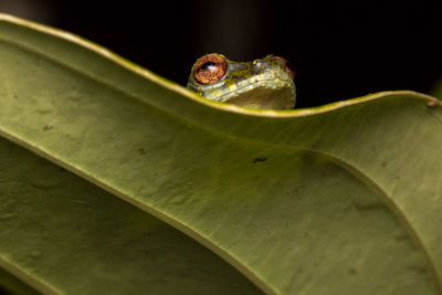 Close-up of frog on leaf