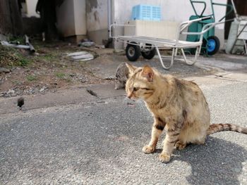 Cat looking away on road in city