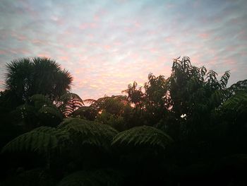 Low angle view of palm trees against sky