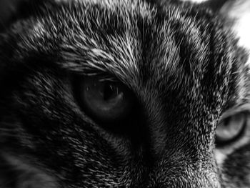 Close-up of cat