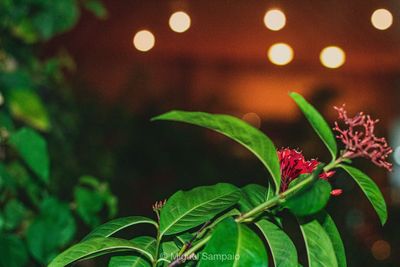 Close-up of illuminated plant at night