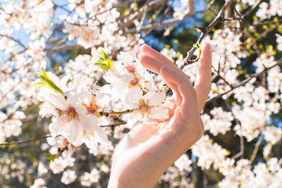 Cropped hand holding white flowers