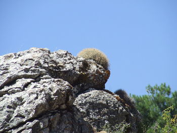 Close-up of rock with plant