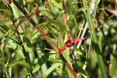Close-up of fresh green leaves