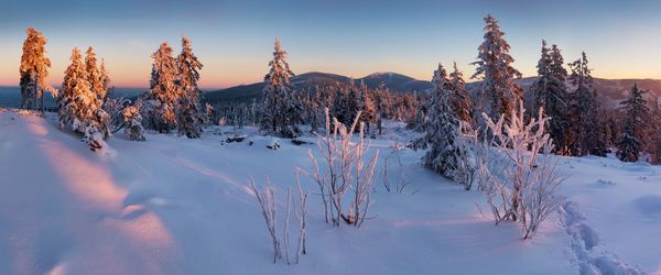 Panoramic shot of trees on snow covered field against sky