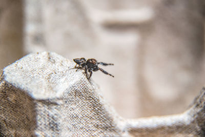 Close-up of fly on rock