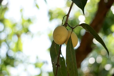 Close-up of fruits growing on tree