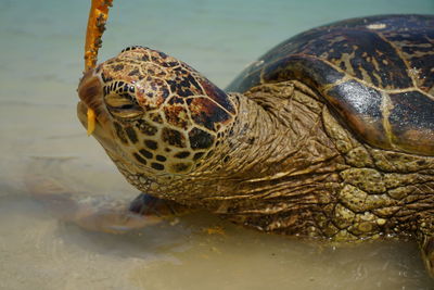 Close-up of turtle in sea