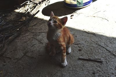 High angle view of cat sitting outdoors