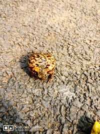 Close-up of crab on sand