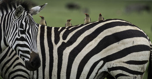 Close-up of birds on zebra