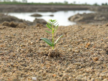 Close-up of small plant growing on field