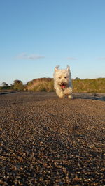 Portrait of dog against clear sky