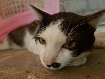 Close-up portrait of a cat