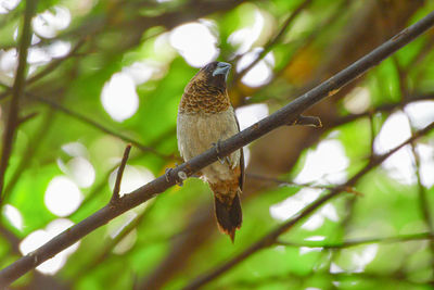 Low angle view of bird perching on tree