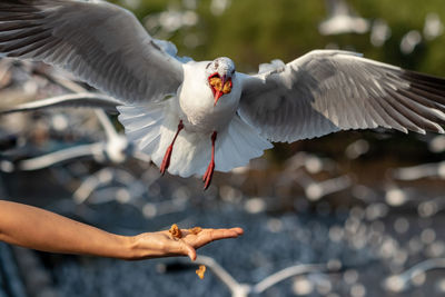 Close-up of seagull flying