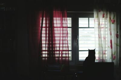 View of cat looking through window