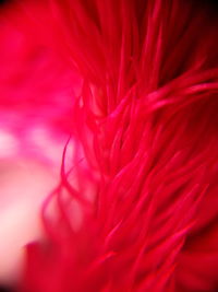 Full frame shot of pink flower