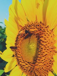 Close-up of sunflower