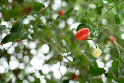 Close-up of red berries growing on tree