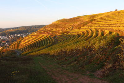 Scenic view of vineyard against sky