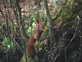 Squirrel on tree trunk