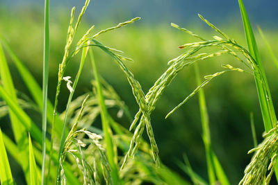 Close-up of crops growing on field