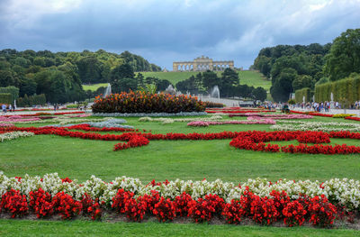 Flowers in garden at park