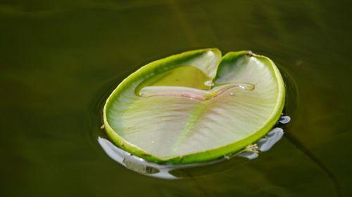 High angle view of sealily leaf on water after rain