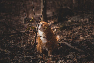 Cat looking away on field