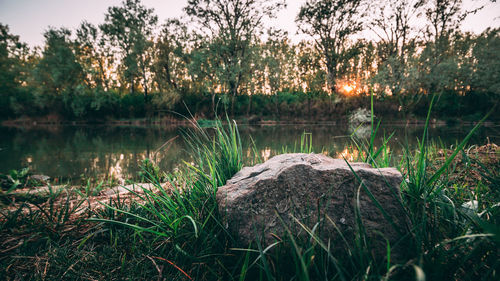 Scenic view of lake in forest