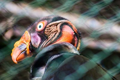 Close-up of bird