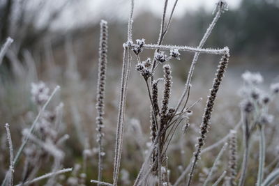 Close-up of frozen plant on field