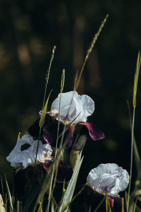 Close-up of wilted flower on field