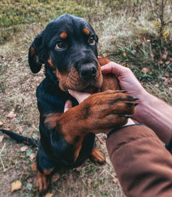 Dog with person sitting on field