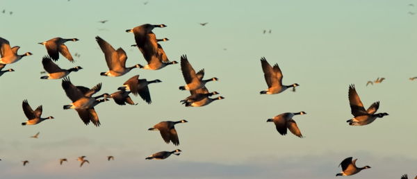 Flock of birds flying against sky