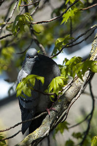 Bird perching on a branch