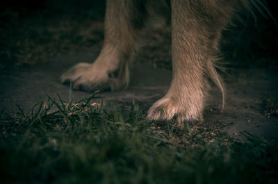 Low section of dog on field