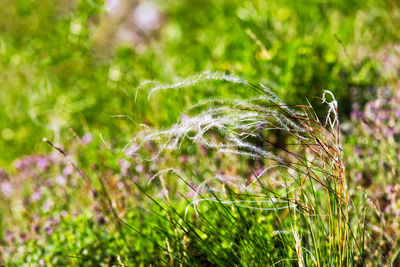 Close-up of grass